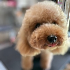 トライアル決定 ママさん引退犬 - 稲敷市