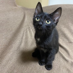 元気な子猫　メス(5月生まれ)