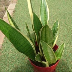 トラの尾？ 観葉植物 鉢 鉢受け