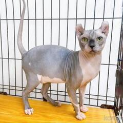 無毛猫の新品種エルフキャットの男の子