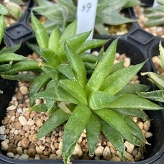 【決まりました】【処分SALE】観葉植物 ハオルチア 清風 10...