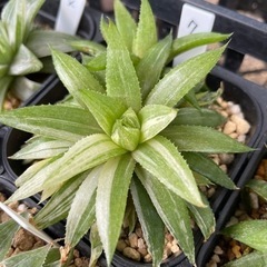 【処分SALE】観葉植物 ハオルチア 清風 10cm鉢 7