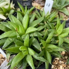 【処分SALE】観葉植物 ハオルチア 清風 10cm鉢   