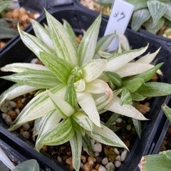 【決まりました】観葉植物 ハオルチア 清風 10cm鉢 