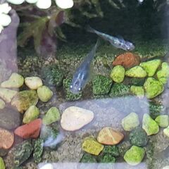 メダカの稚魚 差し上げますの画像
