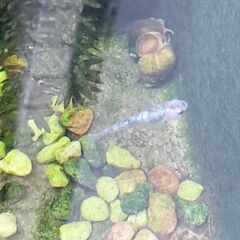 メダカの稚魚 差し上げますの画像