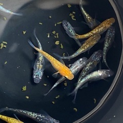 メダカ（めだか）ユリシス幼魚10匹