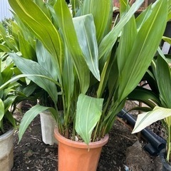 葉蘭　1個500円から