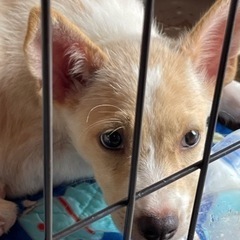 仔犬里親募集！　　とめちゃん(仮) メス　生後3ヶ月程度