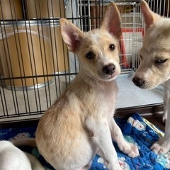 仔犬里親募集！　　とめちゃん(仮) メス　生後3ヶ月程度 - 今治市