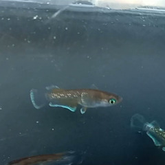 レッドクリフダーク×エメラルドフィンのペア