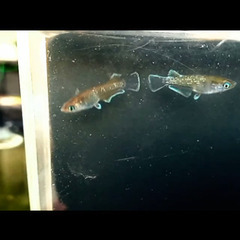 レッドクリフダーク×エメラルドフィンのペアの画像