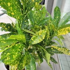 観葉植物の挿木交換希望