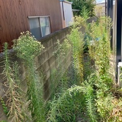 草むしり