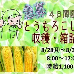 ☆急募☆とうもろこしの収穫・箱詰め＜訓子府＞