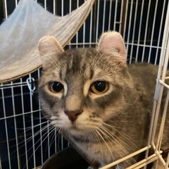アメリカンカール雄　1歳
