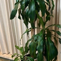 観葉植物　大サイズ　ドラセナ(幸福の木)    