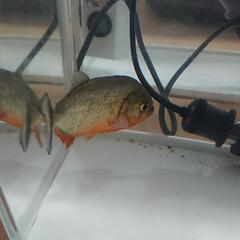 ピラニアです