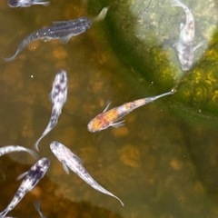 メダカ 各種販売中の画像