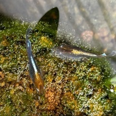 メダカ 各種販売中