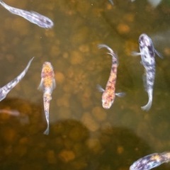 メダカ 各種販売中の画像
