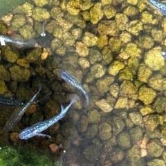 メダカ 各種販売中の画像