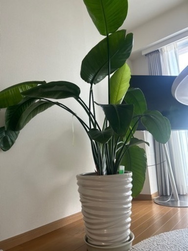 オーガスタ　観葉植物　8/25or26の夕方以降引取りできる方