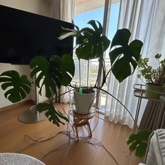 モンステラ　観葉植物　8/25or26に引取りできる方の画像