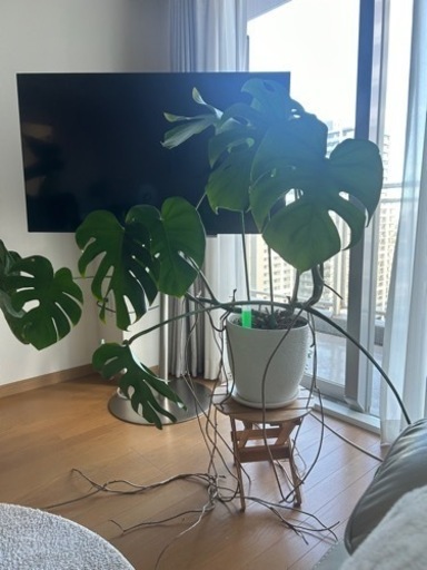 モンステラ　観葉植物　8/25or26に引取りできる方