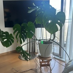 モンステラ　観葉植物　8/25or26に引取りできる方