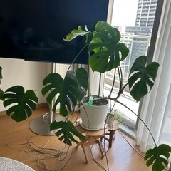 モンステラ　観葉植物　8/25or26に引取りできる方の画像