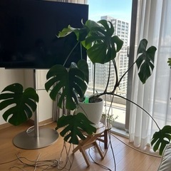 モンステラ　観葉植物　8/25or26に引取りできる方の画像