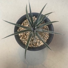 Dyckia JAWS. ディッキアジョーズの画像