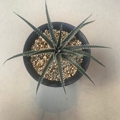 Dyckia JAWS. ディッキアジョーズの画像