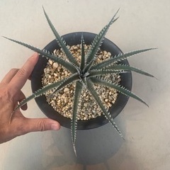 Dyckia JAWS. ディッキアジョーズの画像