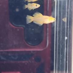 竜章鳳姿ブラウンタイプ　6匹