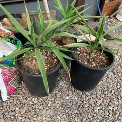 ユッカエラファンティペス　受け取り先決まりました！の画像