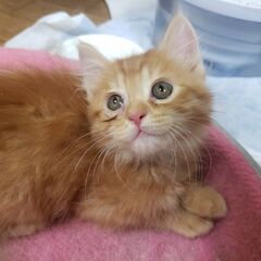 元気いっぱいキジトラ子猫(たくさんのお問い合わせありがとうござい...