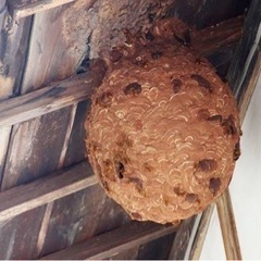 蜂の巣駆除