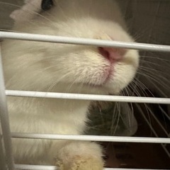 うさぎです。