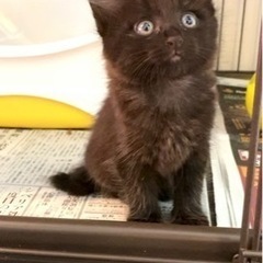 🍒しろ豆くんと一緒に終の住処決まりました🙇‍♀️【黒まめ】フワモ...