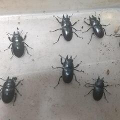 ヤエヤママルバネ  オス6匹 メス4匹  