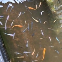 メダカミックス 10匹500円