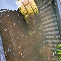 メダカミックス 10匹500円の画像