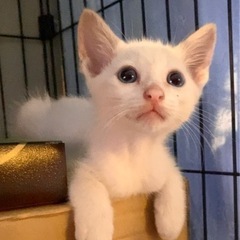 【黒豆くんと一緒に終の住処決まりました🙇‍♀️】しろまめくんとっ...