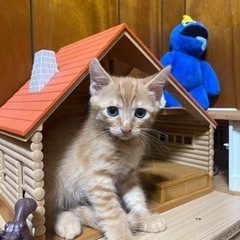 6月25日にうまれた子猫ちゃんです♡