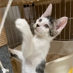 タレ目の白ブチ子猫