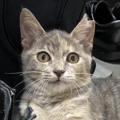 ゴロゴロかわいいパステルサビちゃん