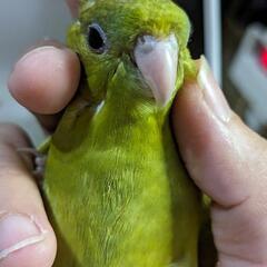 サザナミインコ