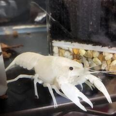 交換希望！当方のホワイトザリガニとお手持ちの青系のザリガニと交換...
